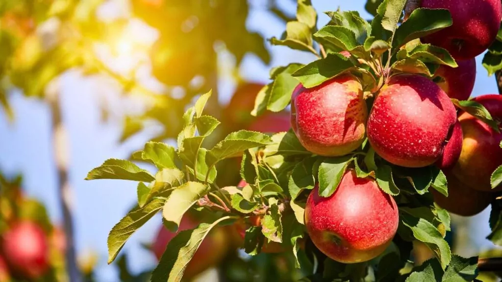 Stare Odmiany Jabłoni