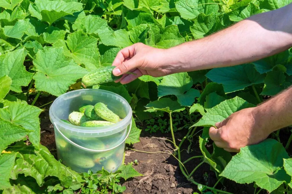 Jak Zapobiegać Goryczce w Ogórkach