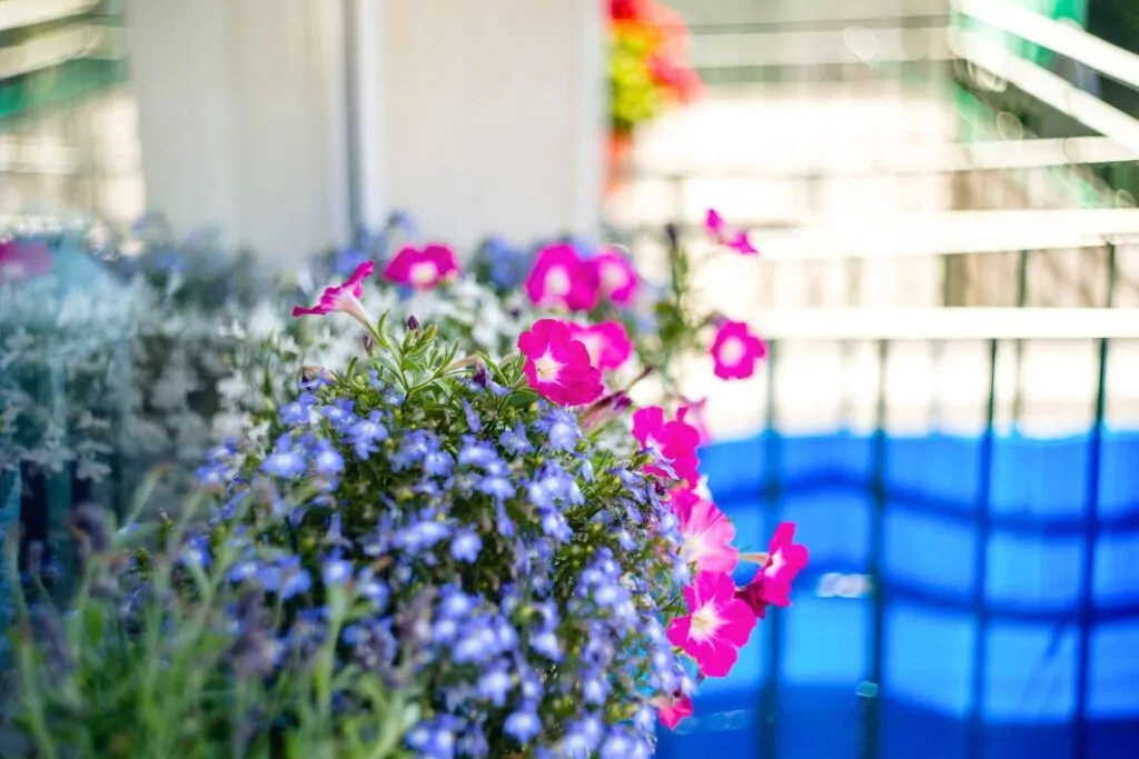 Kwiaty na balkon w cieniu i słońcu