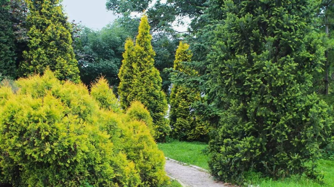 Drzewa iglaste do ogrodu