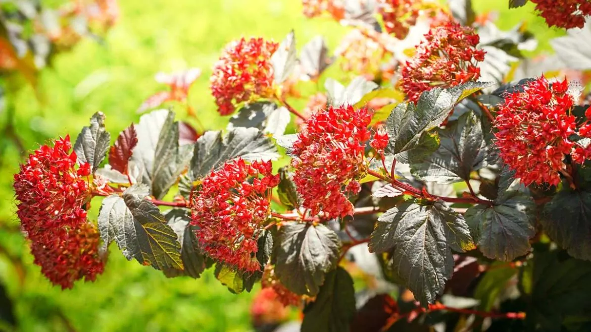 Krzew kwitnący na wiosnę