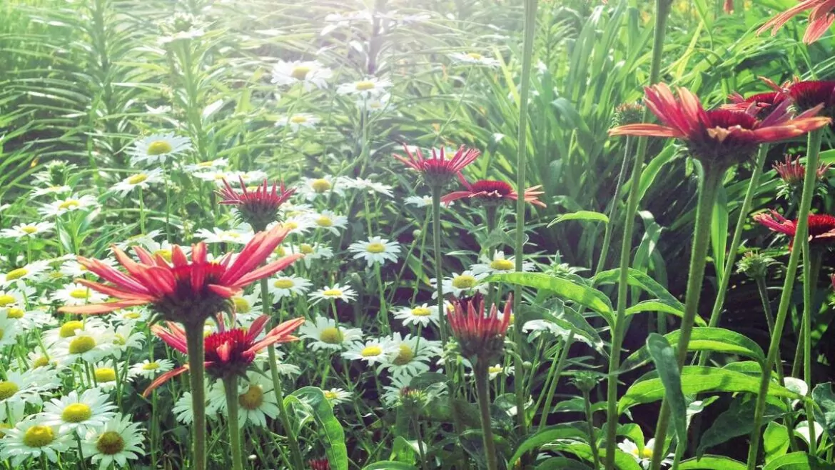 Kwiaty wieloletnie do ogrodu