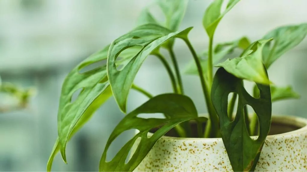 Monstera – pielęgnacja i uprawa w warunkach domowych monstera