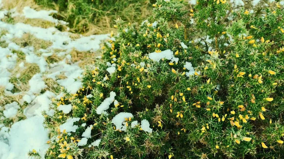 Rośliny zimozielone do ogrodu