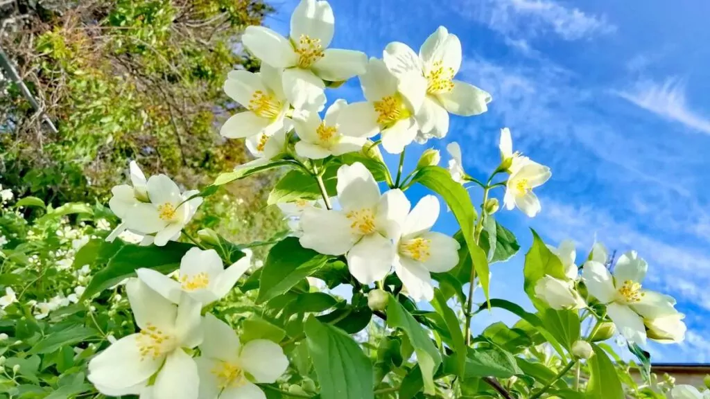Jaśminowiec wonny (Philadelphus coronarius) – Krzewy i kwiaty Jaśminowiec wonny