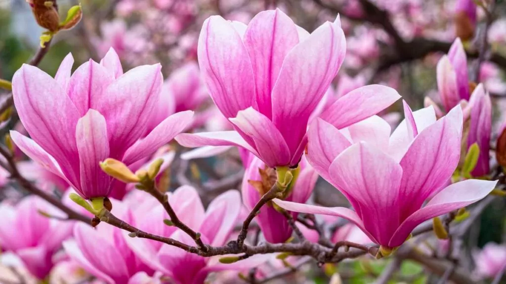 Magnolia w ogrodzie – jak pielęgnować i dbać o te piękne rośliny? Magnolia w ogrodzie