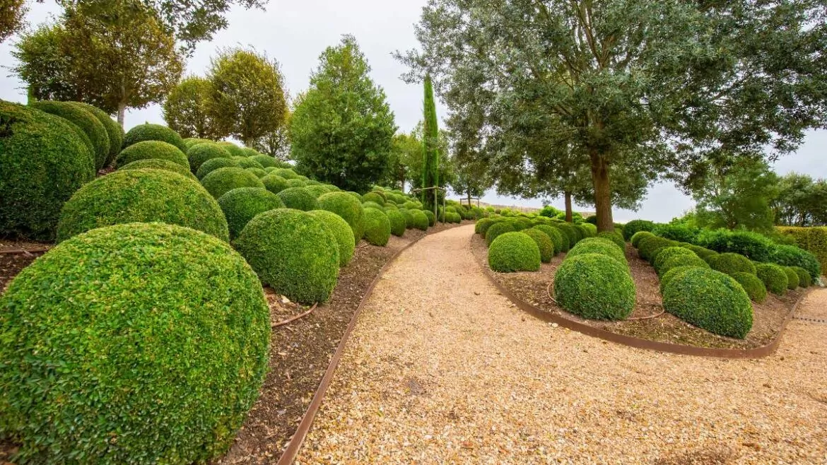 Krzewy ozdobne do ogrodu