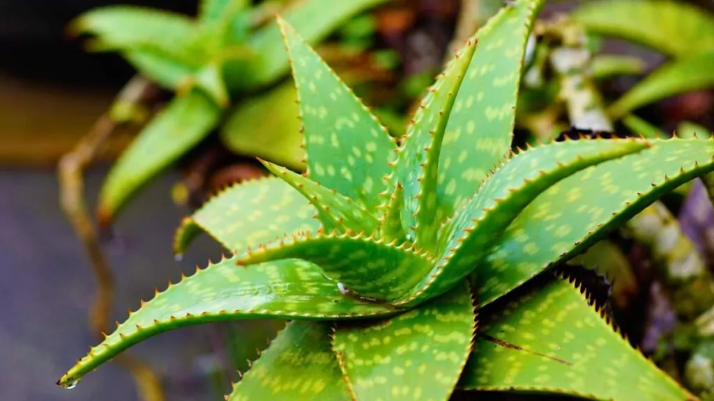 aloes