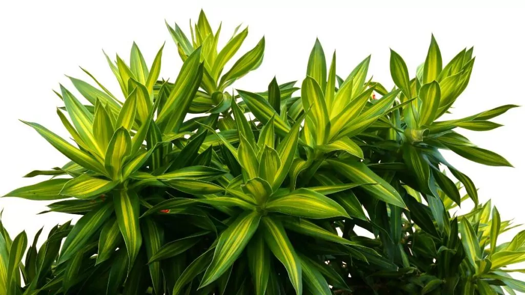 Dracena obrzeżona – pielęgnacja, uprawa i podlewanie roślin doniczkowych dracena