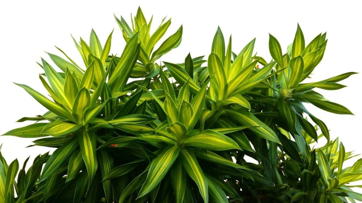 dracena