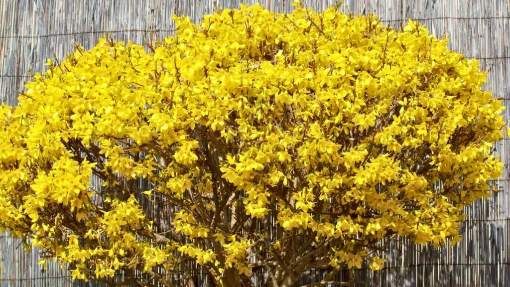 Forsycja pośrednia