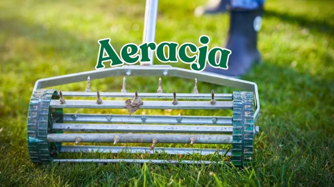 Aeracja trawnika