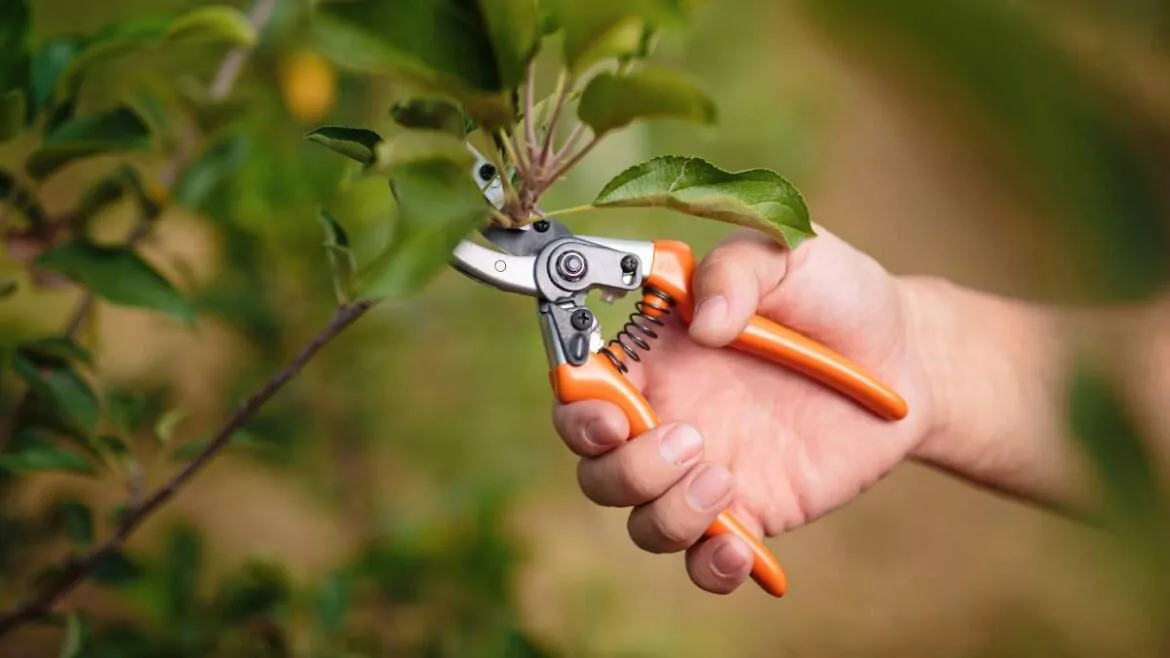 Jak Przycinać Drzewa Owocowe