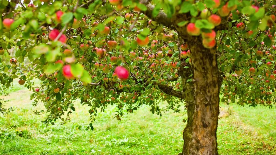 jabłoń