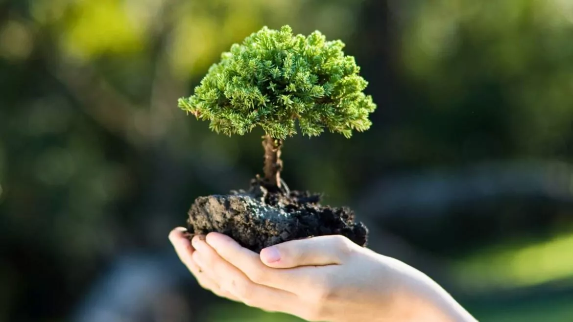 drzewa ozdobne do 3m