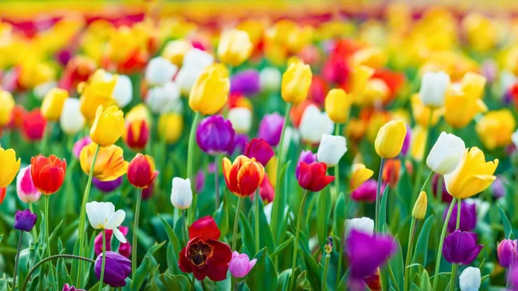 Tulipany: Uprawa i Odmiany, Kwiaty do Ogrodu i Wazonu tulipany