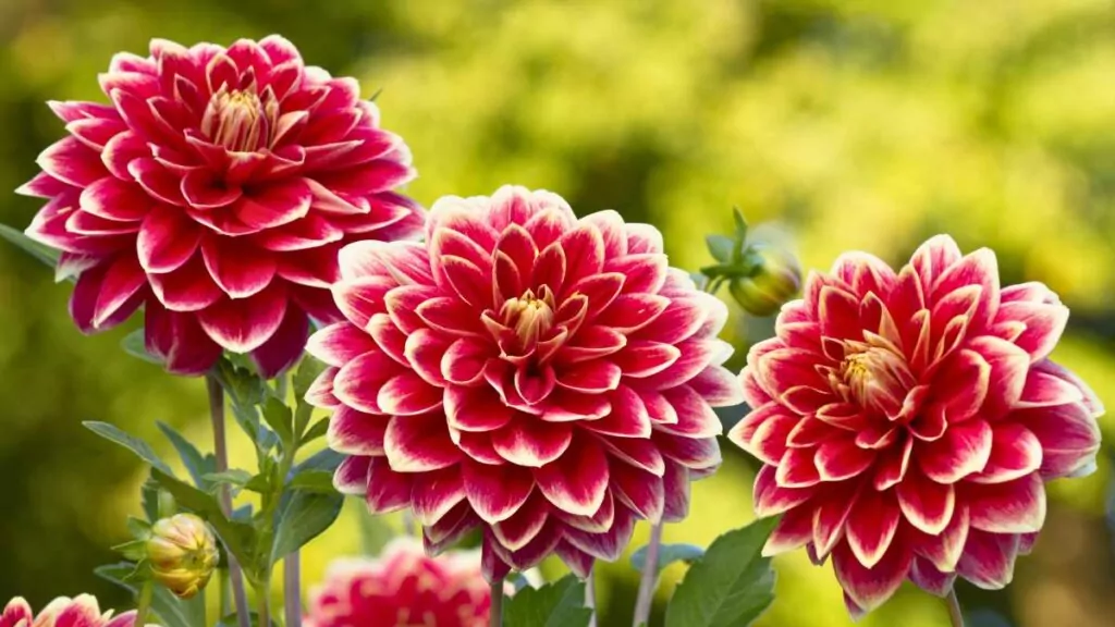 Dalia