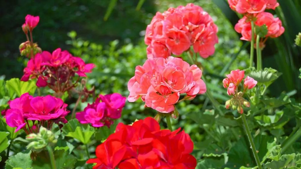 Pelargonie: uprawa, pielęgnacja w ogrodzie. Gdzie kupować? Pelargonie
