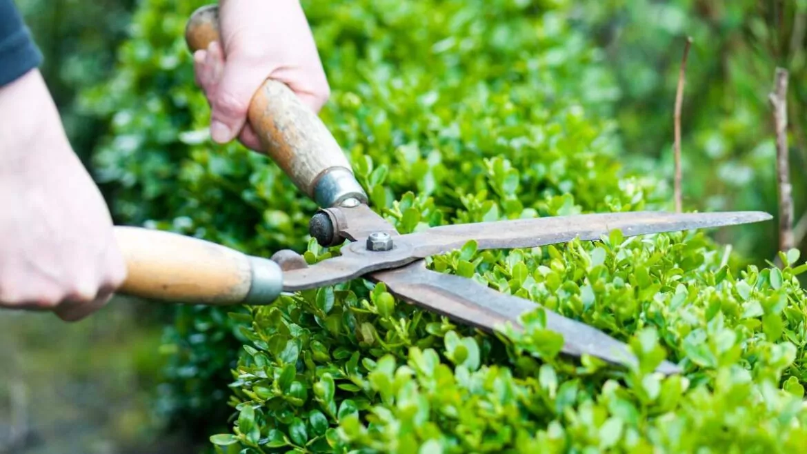 Jak Formować Żywopłot