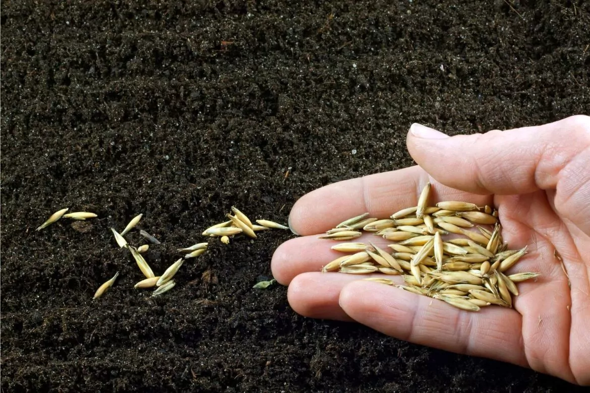 Jak gęsto siać trawę