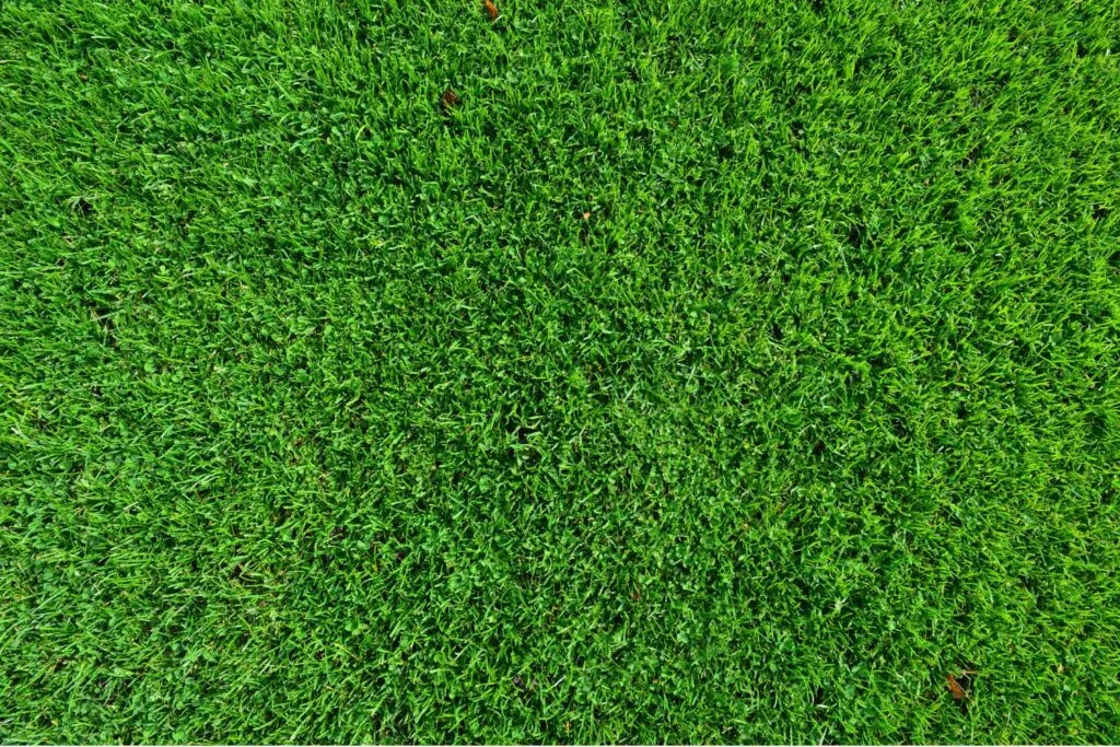 Jak gęsto siać trawę