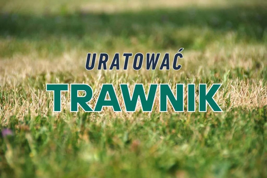 Jak uratować trawnik? Jak zregenerować przesuszony trawnik Jak uratować trawnik