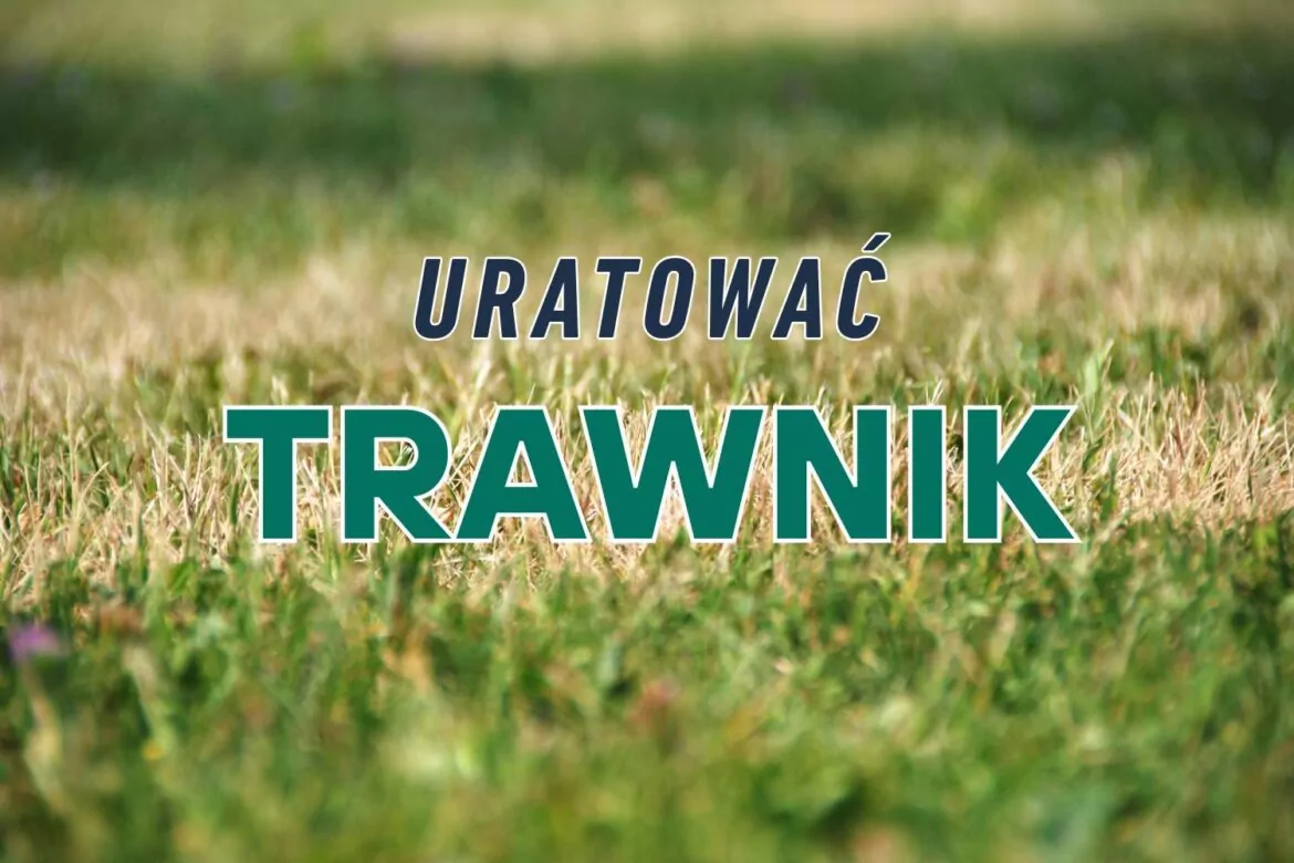 Jak uratować trawnik