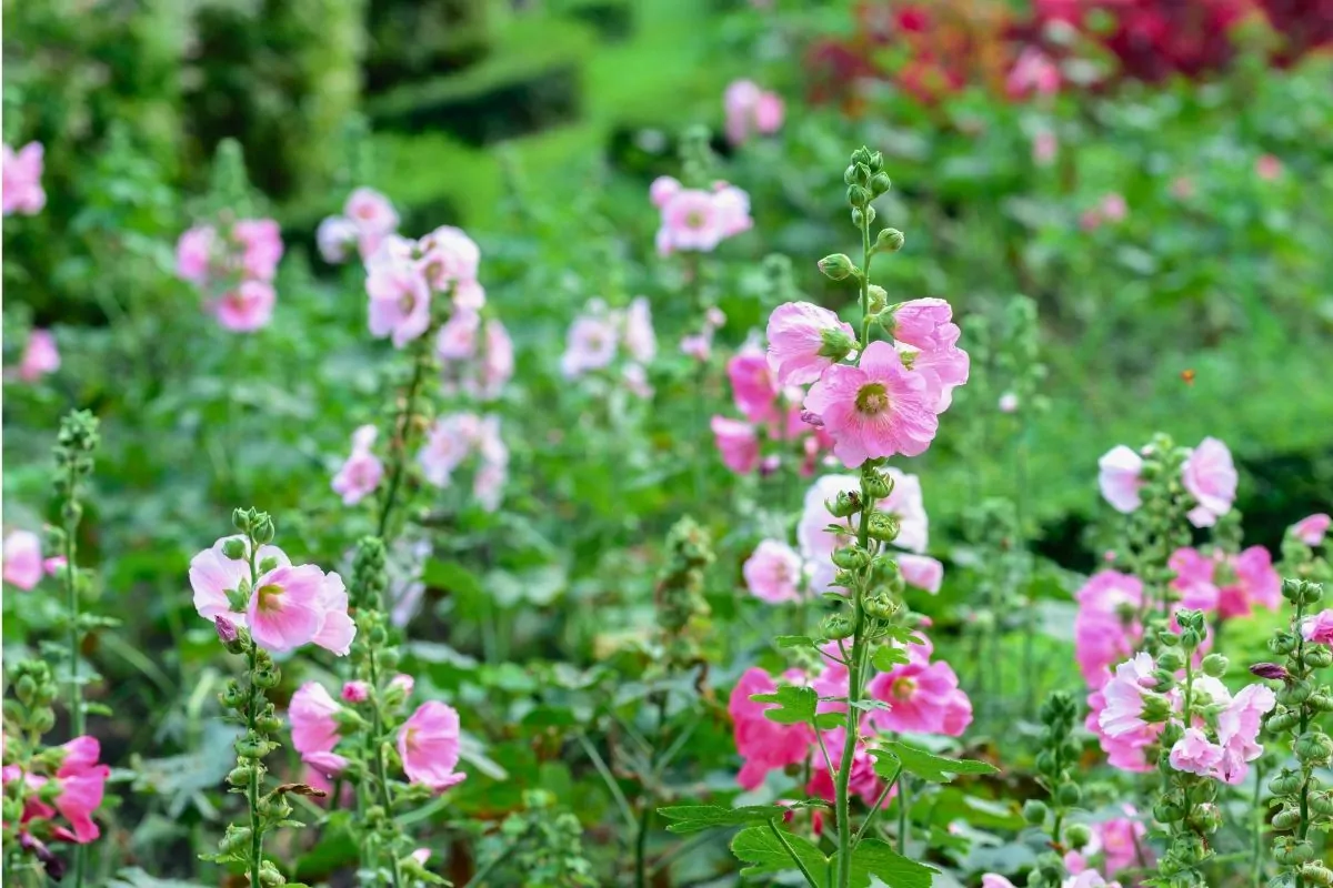 Łatwe rośliny do domu i ogrodu dla początkujących