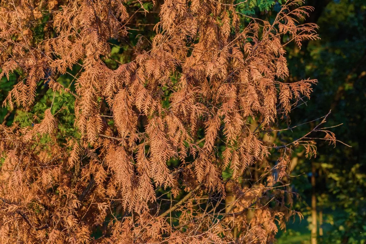 Choroby iglaków oraz szkodniki i ich zwalczanie w uprawie ogrodowej