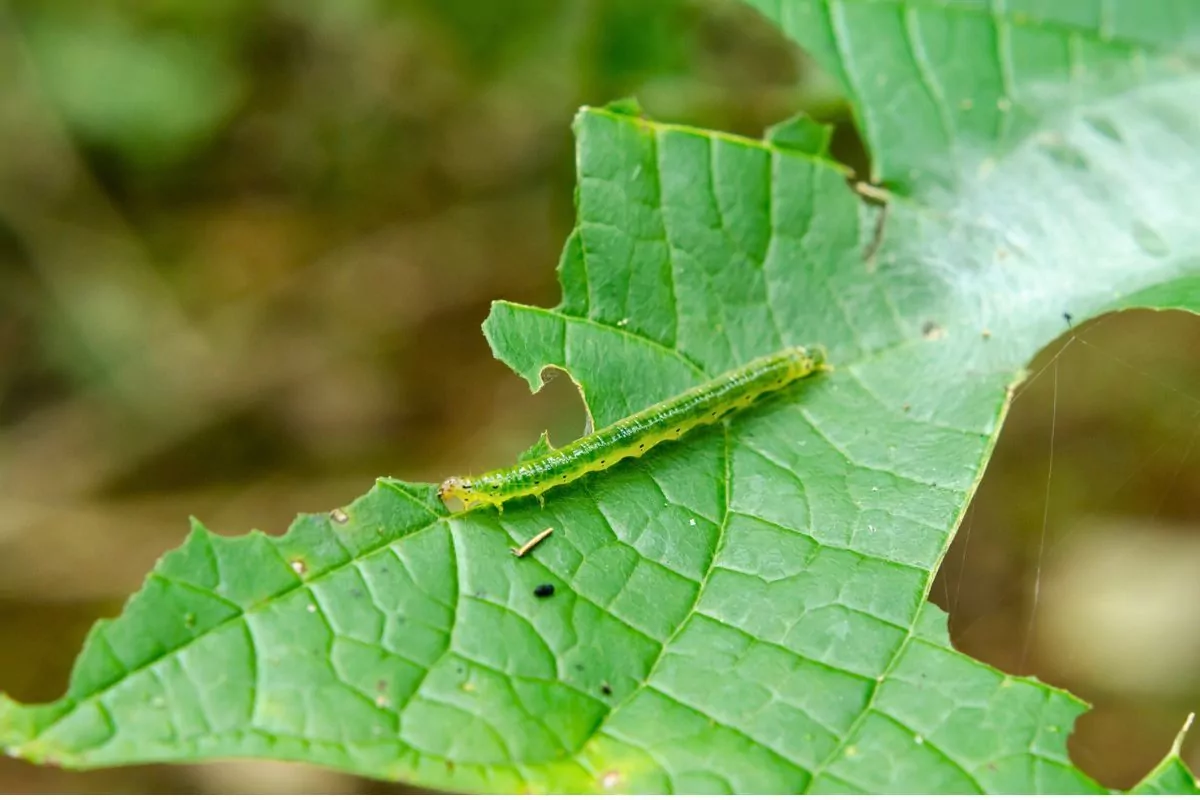 naturalne metody ochrona roślin przed szkodnikami ekologicznie w ogrodzie