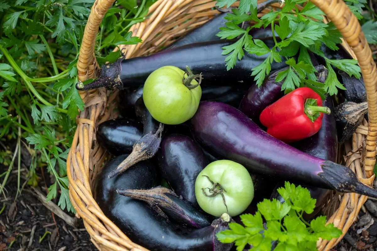 Ochrona roślin ogrodowych przed przymrozkami domowymi i skutecznymi metodami