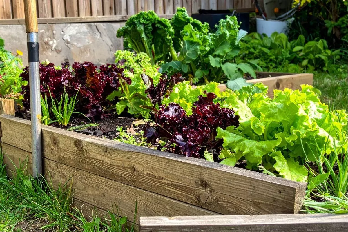Podwyższone grządki warzywne jak zbudować i czym je wypełnić