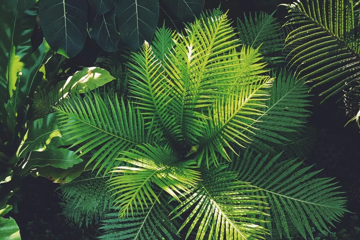 Objawy przelanej rośliny doniczkowej i sposoby ratowania w domu