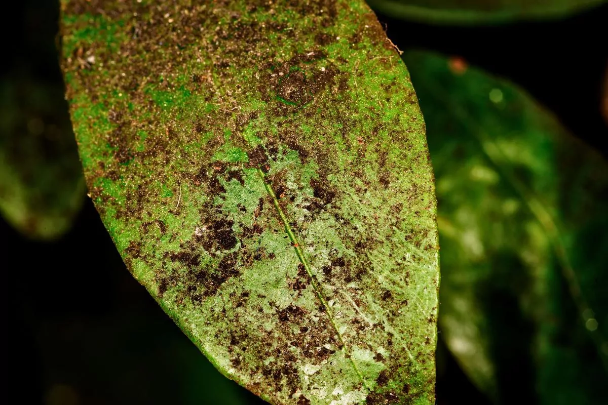 Szara pleśń w ogrodzie – skuteczne sposoby zwalczania szarej pleśni
