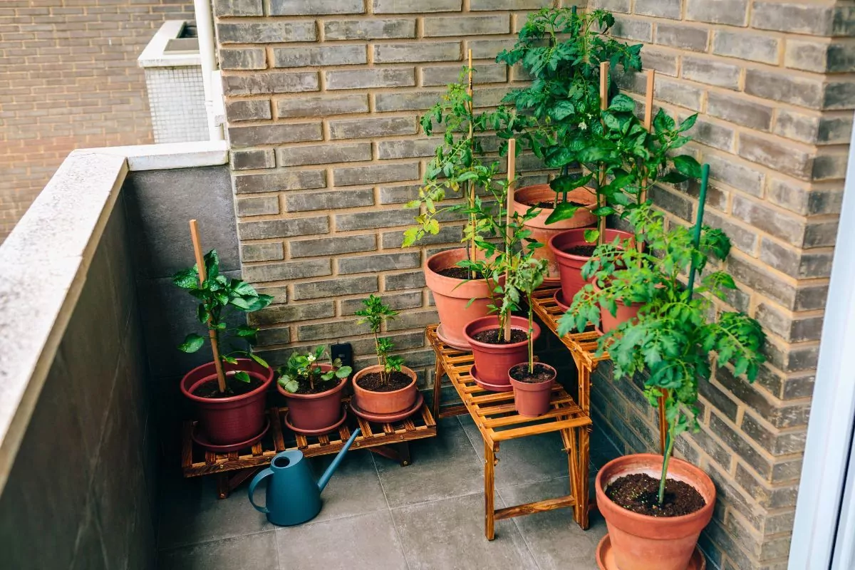 Warzywa na balkonie jak uprawiać warzywa w doniczkach poradnik balkonowy