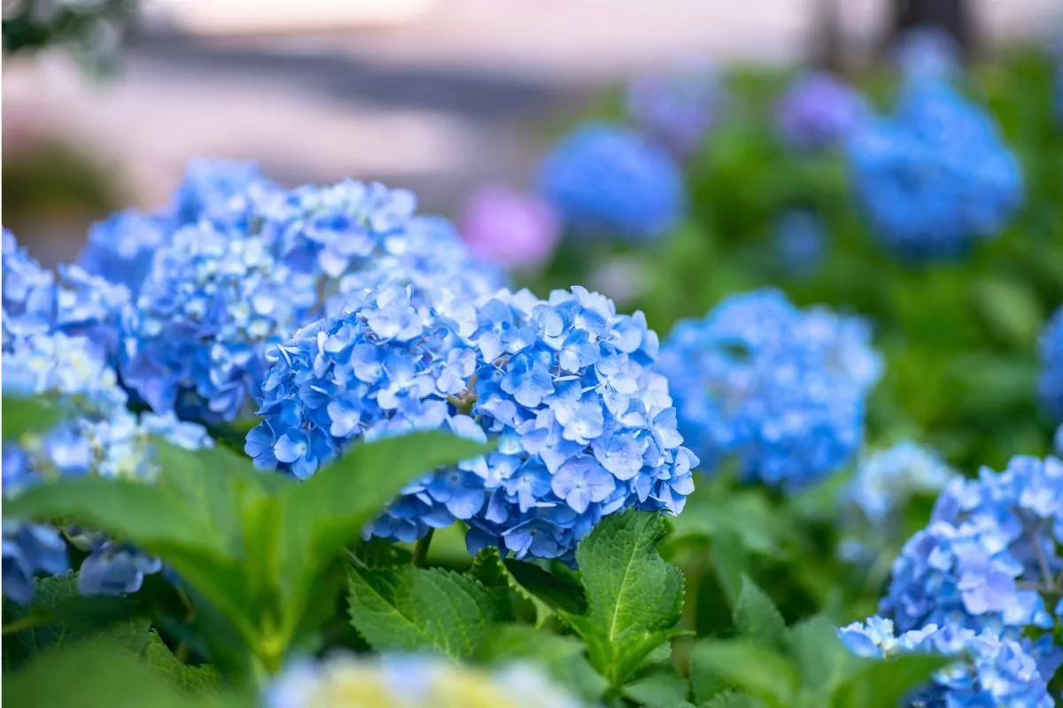 Dlaczego hortensja nie kwitnie oraz jak pobudzić hortensję do kwitnienia