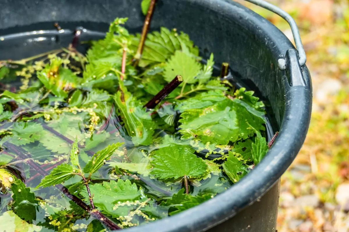 Jak zrobić gnojówkę z pokrzywy i skrzypu skutecznie i ekologicznie