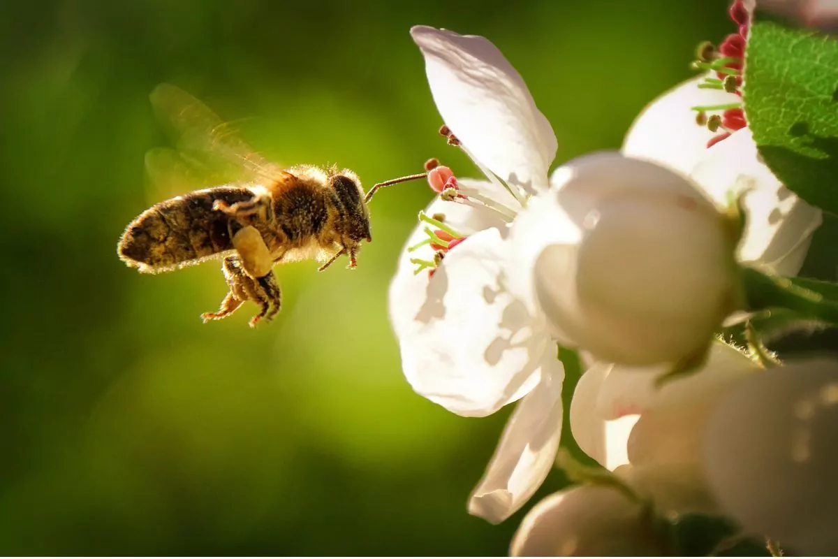 Rośliny miododajne w ogrodzie przyciągające pszczoły i motyle przez sezon