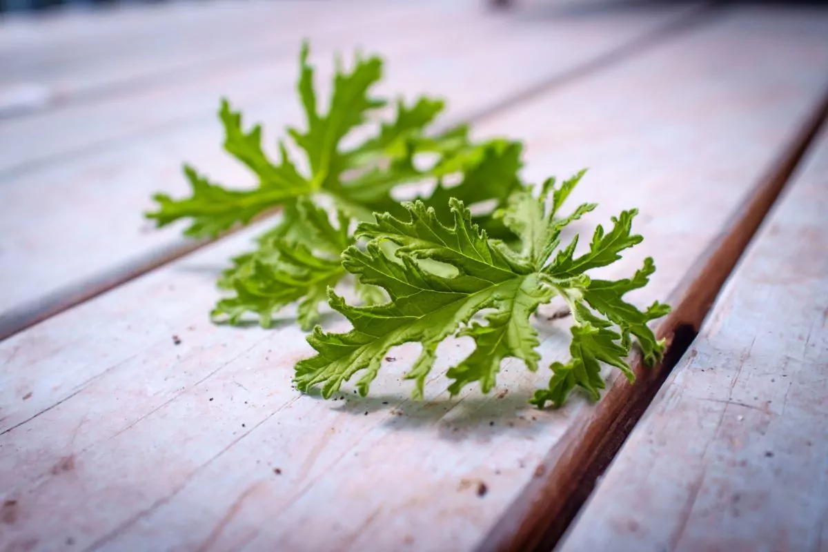 Rośliny odstraszające komary naturalny sposób walki z owadami