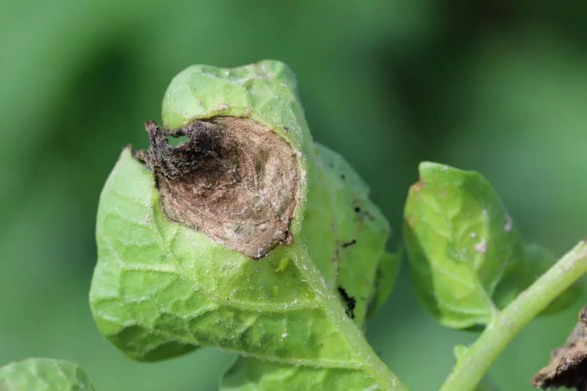 Zaraza ziemniaczana na pomidorach objawy oraz skuteczne metody zwalczania