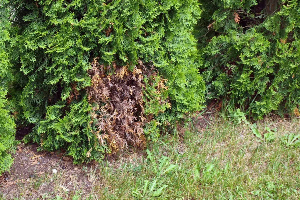 Brązowienie tui skuteczne leczenie i szybkie sposoby na uratowanie roślin