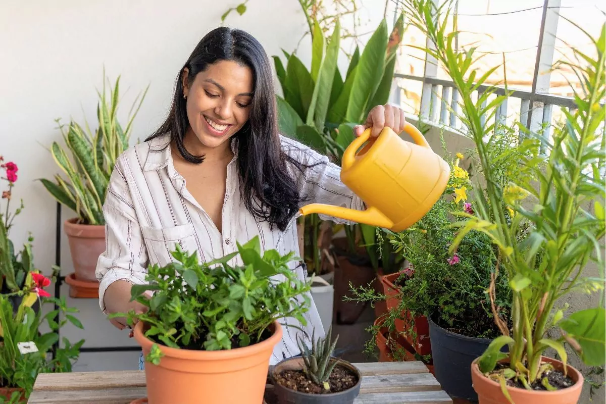 Całoroczne rośliny i kwiaty na balkon w odsłonie mrozoodpornej aranżacji