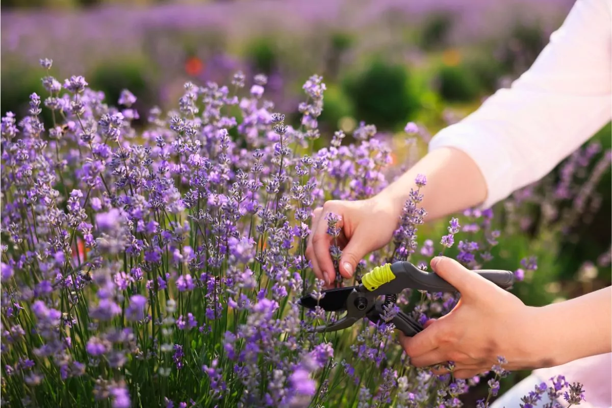 Cięcie lawendy kiedy i jak przycinać lawendę w ogrodzie dla zdrowia