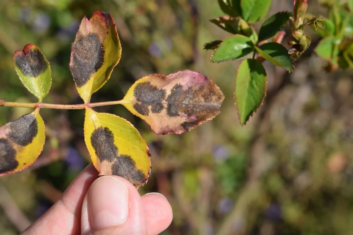 Czarna plamistość liści róży objawy i skutki na liściach i pędach