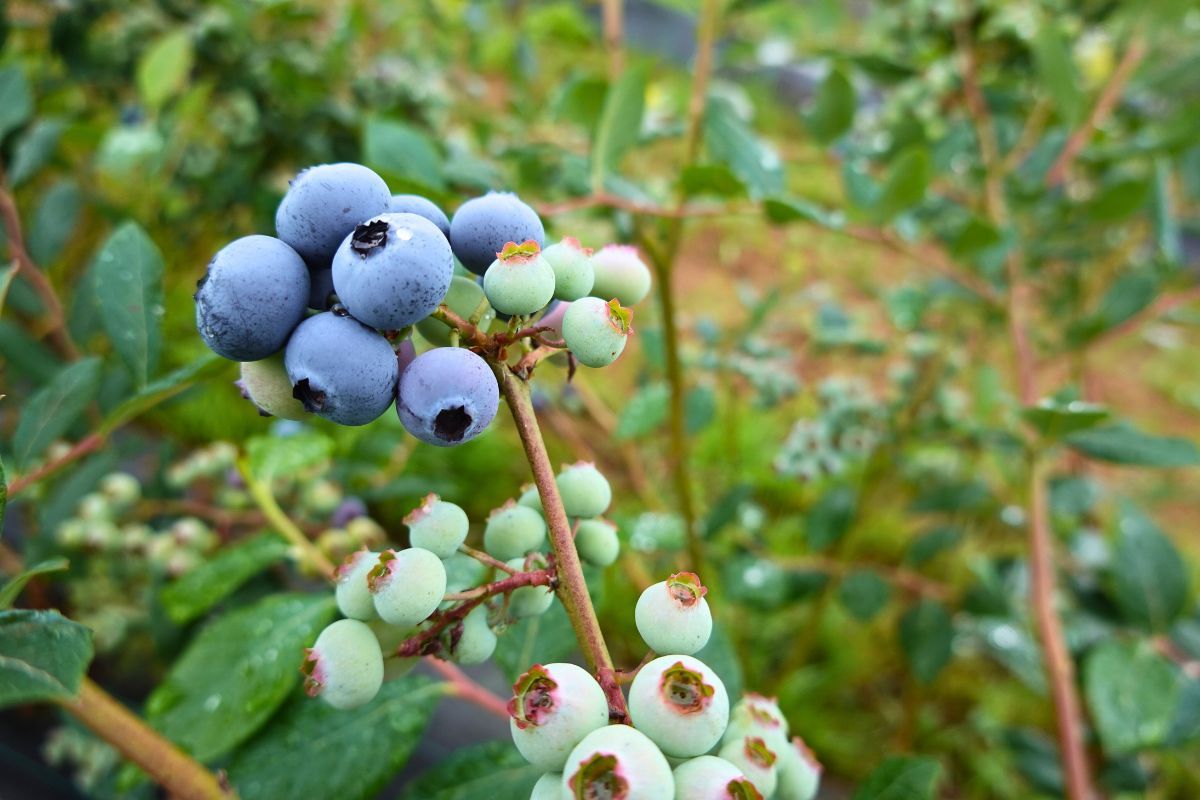Zakwaszanie ziemi pod borówkę amerykańską – praktyczne sposoby i porady ogrodnicze