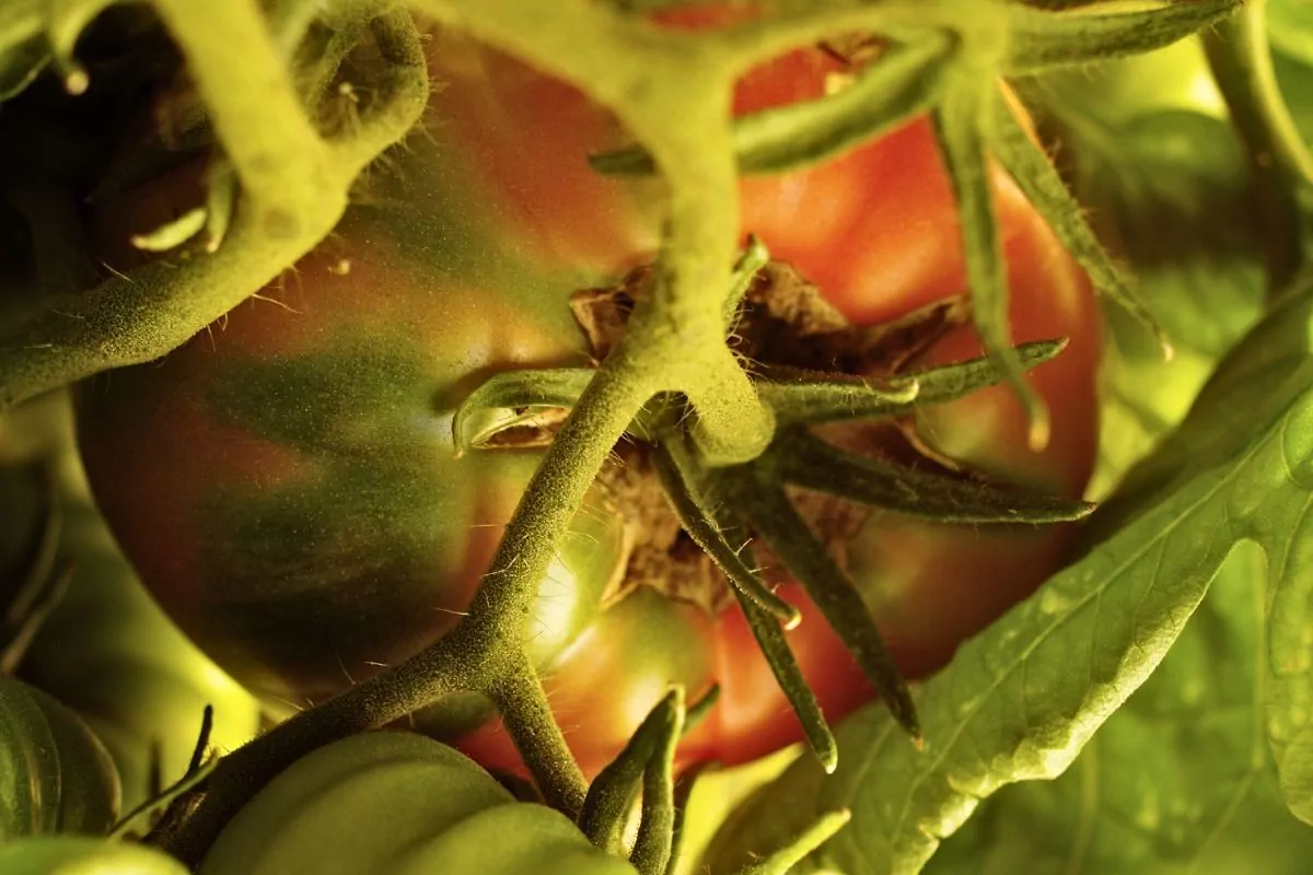 Pękanie pomidorów i żółknięcie liści – objawy i sposoby zapobiegania w ogrodzie