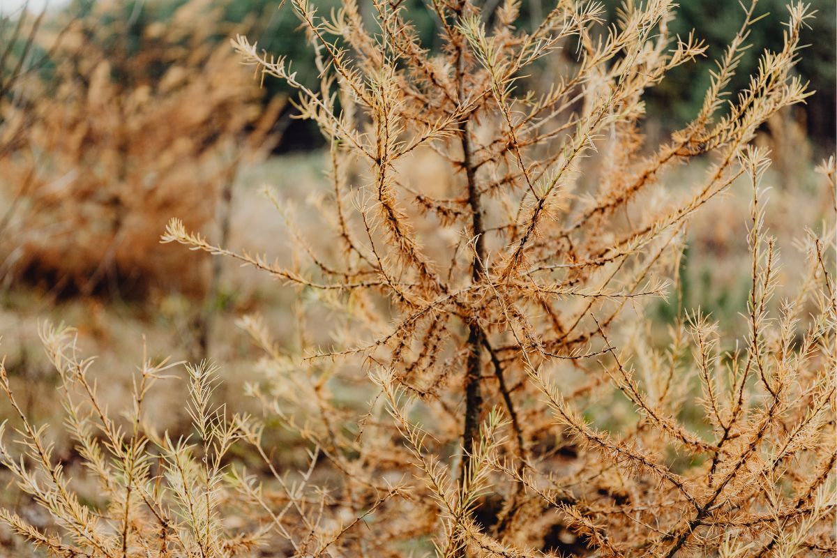 Brązowienie igieł iglaków jak zapobiegać nawozy pielęgnacja