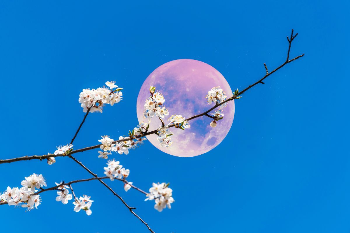 Olej parafinowy na drzewa owocowe jak skutecznie wykonywać opryski drzew