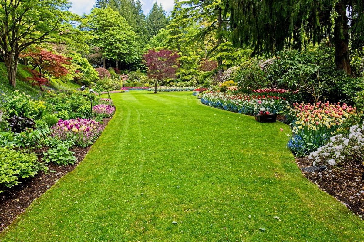 Trawy ozdobne do ogrodu i na balkon – najlepsze gatunki na trawnik